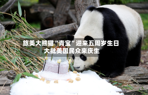 旅美大熊猫“青宝”迎来五周岁生日 大批美国民众来庆生-第3张图片