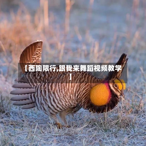 【西陶限行,跟我来舞蹈视频教学】-第3张图片