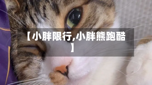 【小胖限行,小胖熊跑酷】-第1张图片
