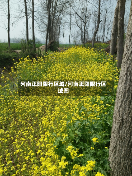 河南正阳限行区域/河南正阳限行区域图-第3张图片
